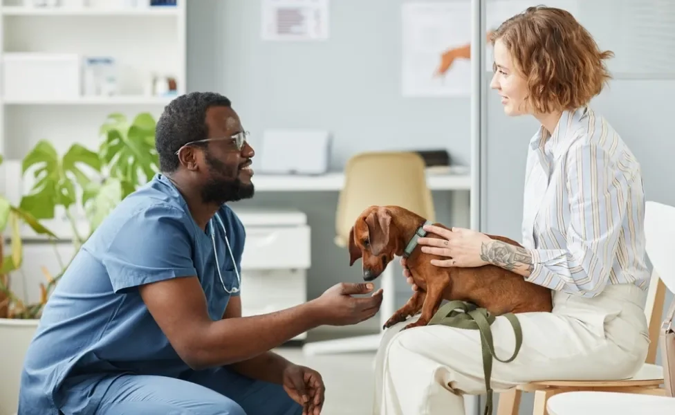 cachorro resgatado no veterinário sendo atendido