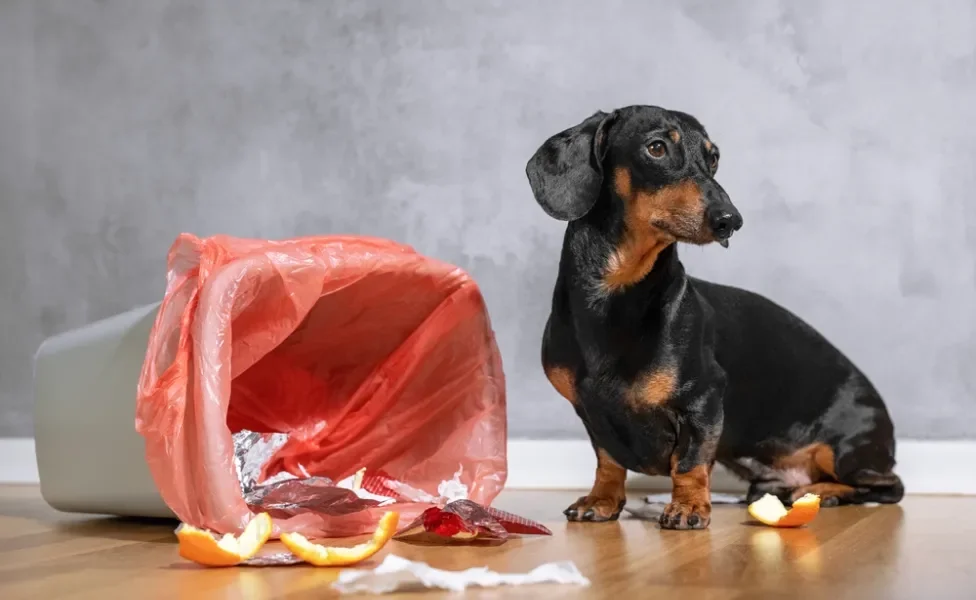 cachorro revirando lixo da cozinha