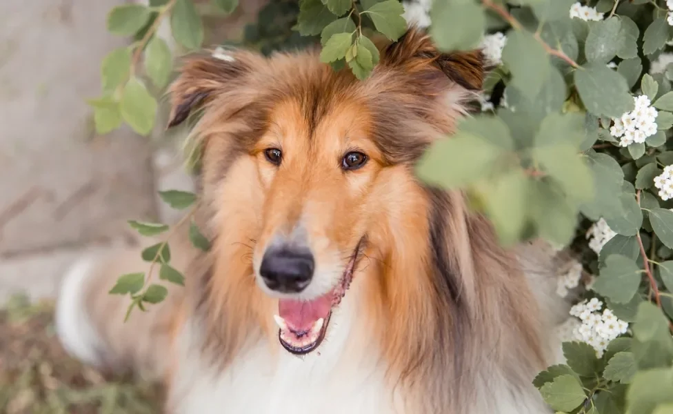 cachorro rough collie no meio das folhas