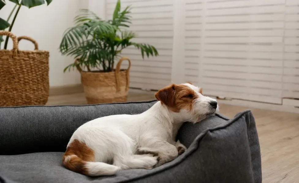 cachorro tem bruxismo: cão dormindo na caminha