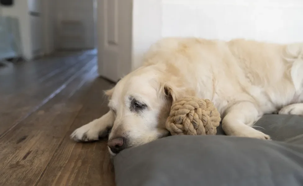 cachorro triste deitado na cama