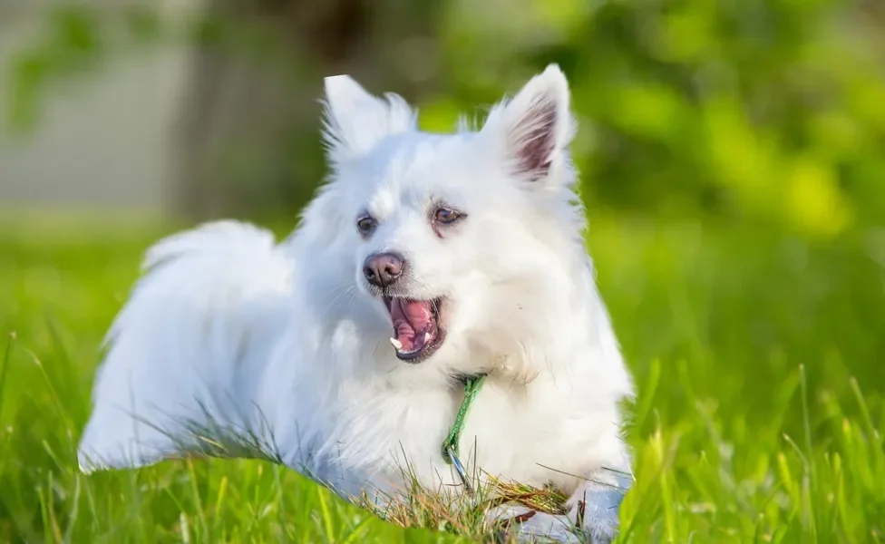 cachorro tossindo sentado na grama