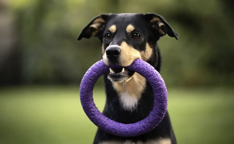 cachorro vira-lata com brinquedo na boca