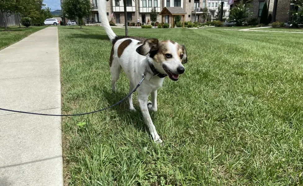 Cachorro passeando com coleira em gramado