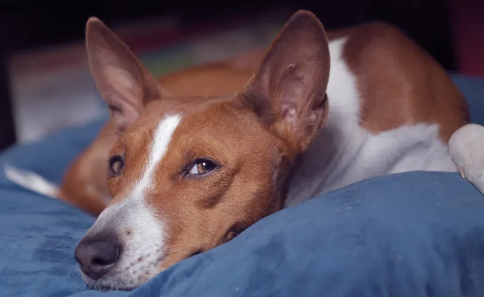 Cão Basenji deitado em cama