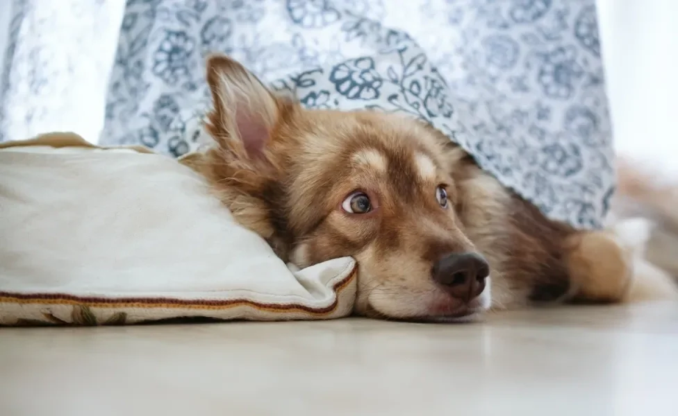 cachorro com medo debaixo da cortina