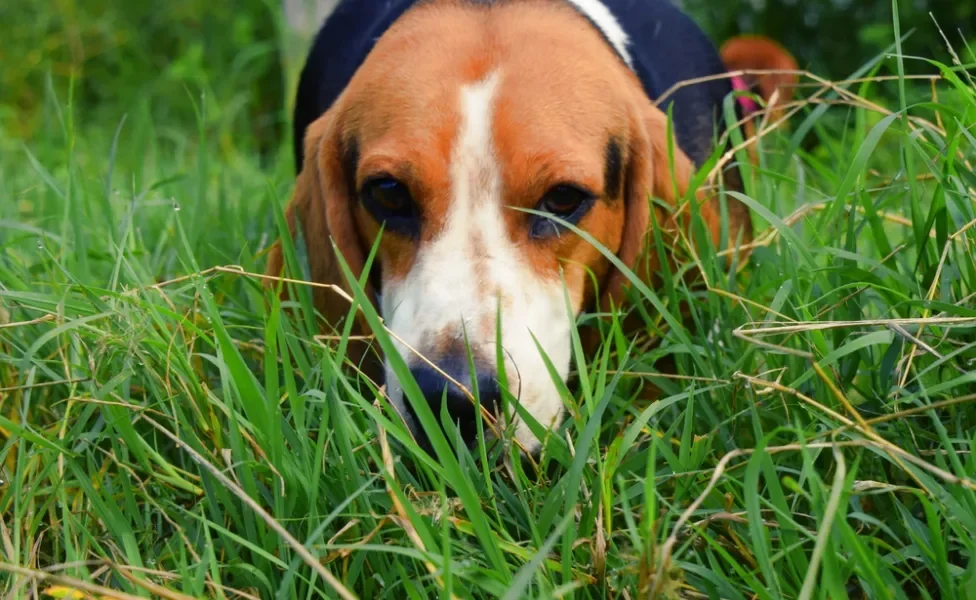 cachorro beagle farejando no mato