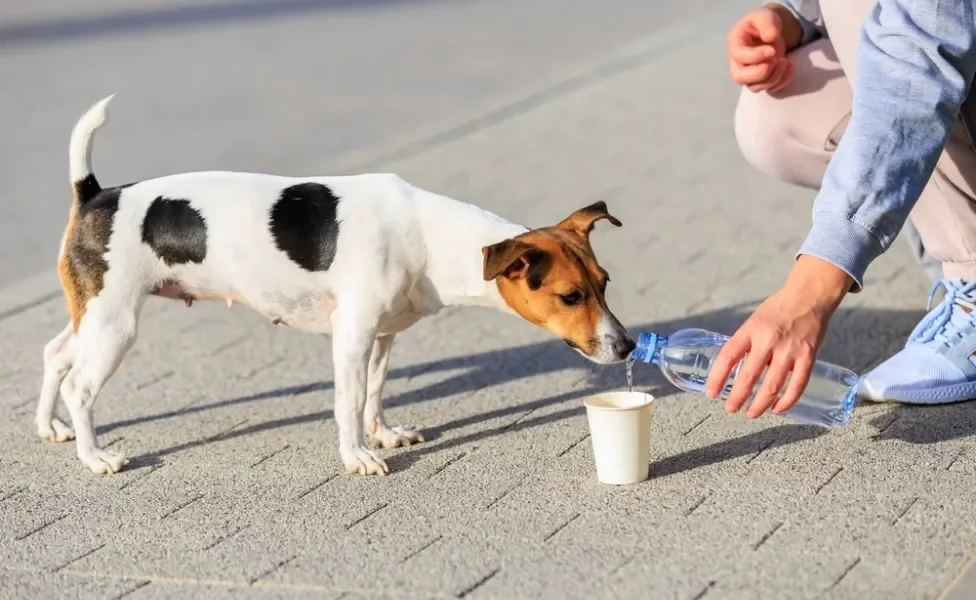 cachorro bebendo água na garrafinha