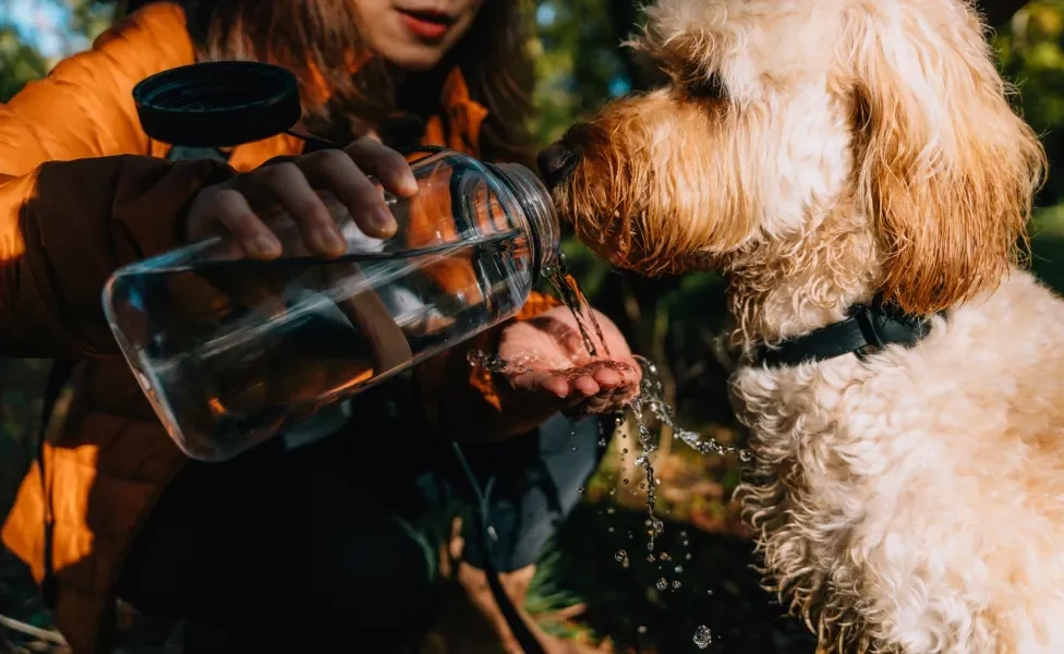 Cachorro peludo bebendo água de garrafa com ajuda de tutora