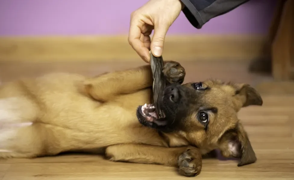 cachorro comendo petisco