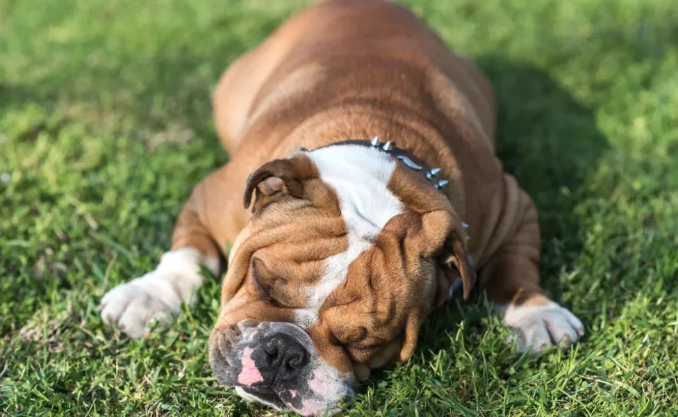 cachorro bulldog inglês deitado na grama dormindo