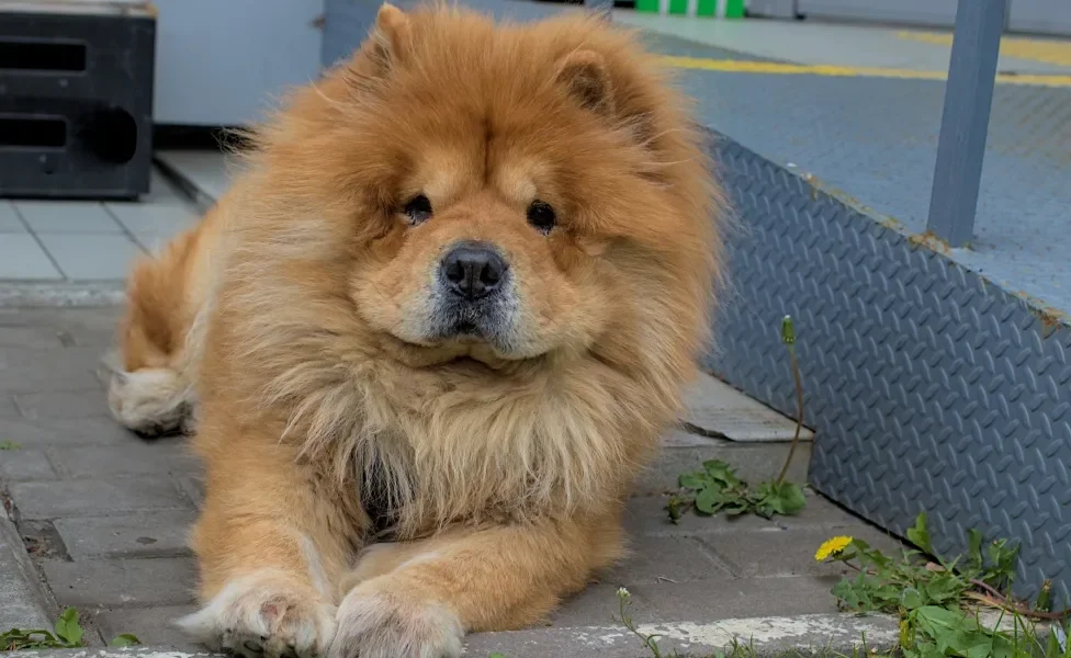 Cão Chow Chow deitado no chão