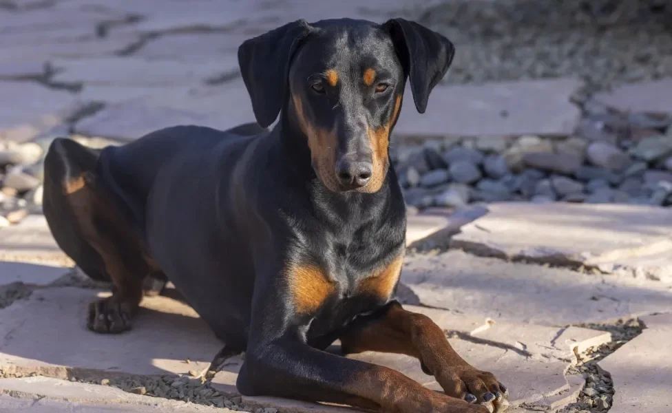 Cão Doberman sentado em chão de pedra