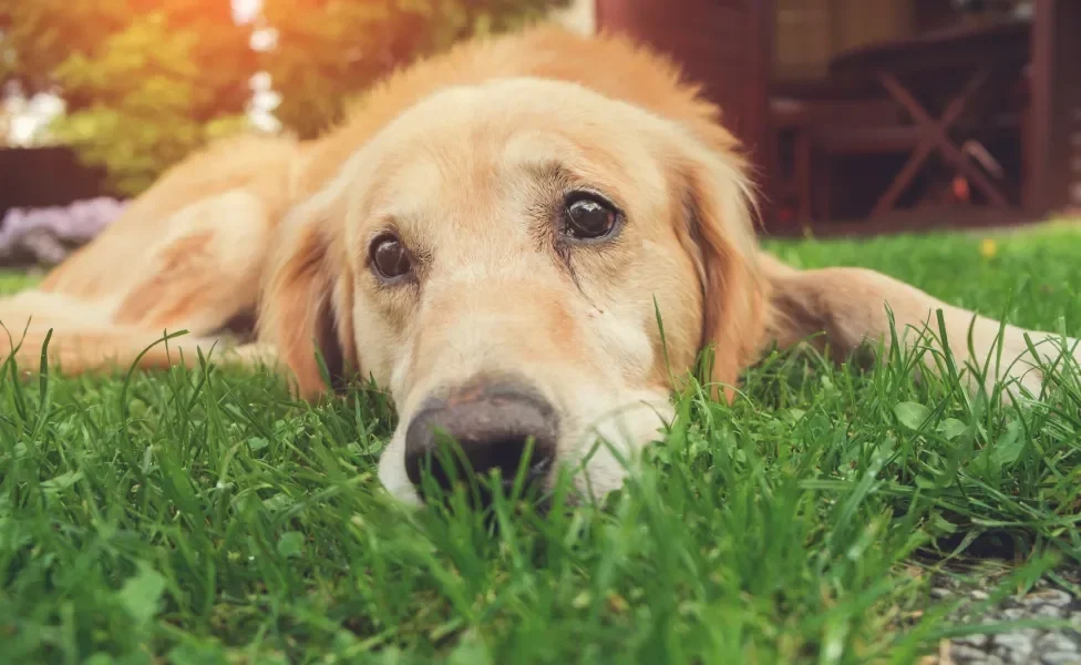 Cachorro amarelo deitado na grama com semblante triste