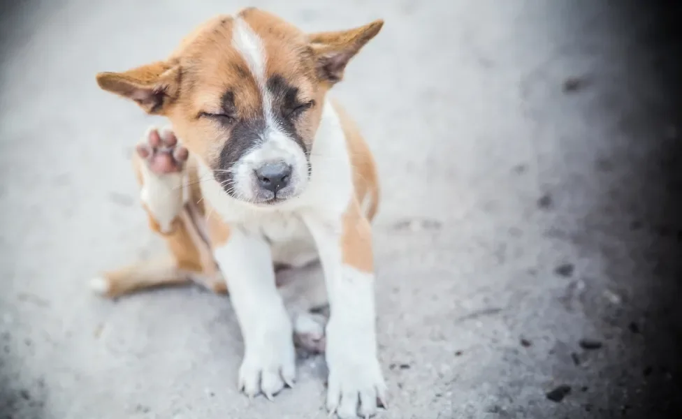 Cãozinho filhote se coçando 