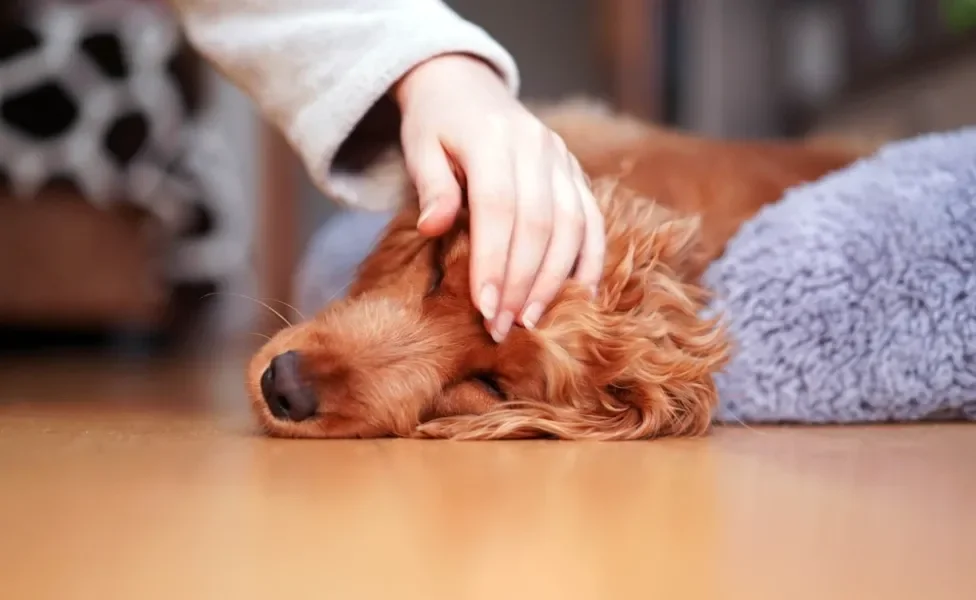 pessoa com a mão na cabeça de cachorro doente