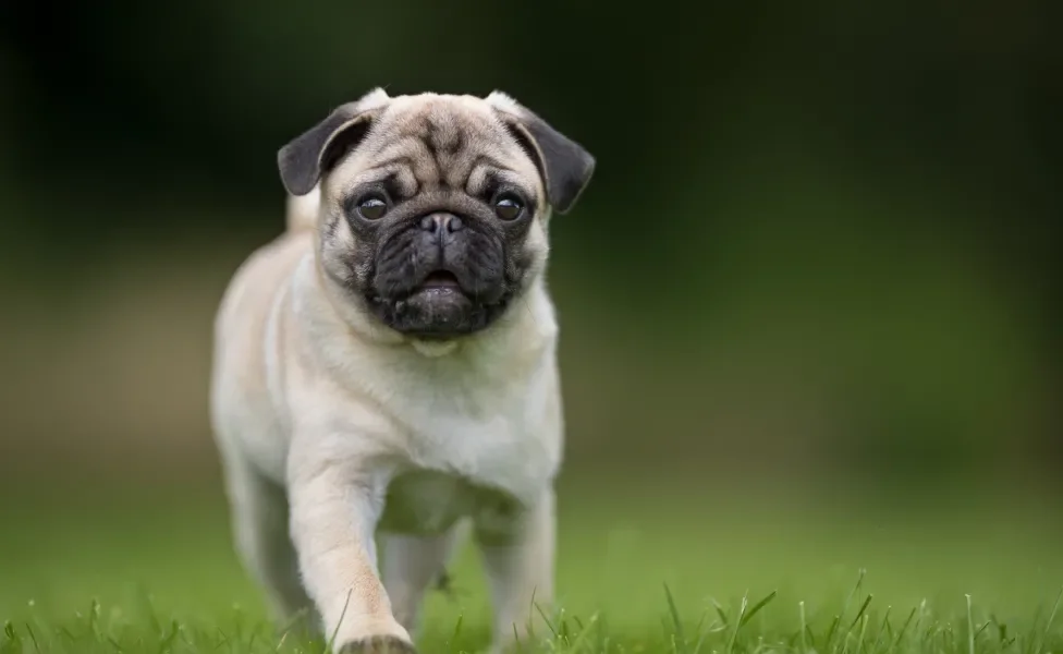 Pug caminhando em gramado