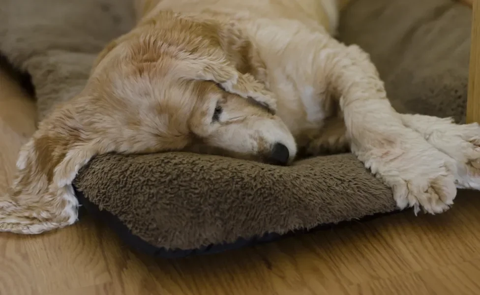 Cachorro amarelo peludo deitado em colcha