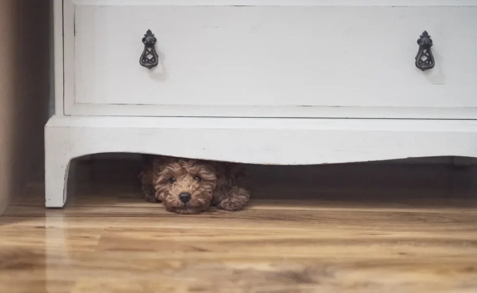 Cãozinho escondido embaixo de móvel branco