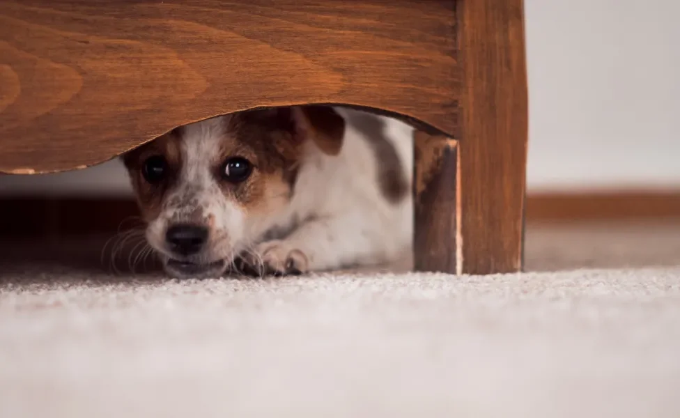 Cachorro escondido embaixo de móvel