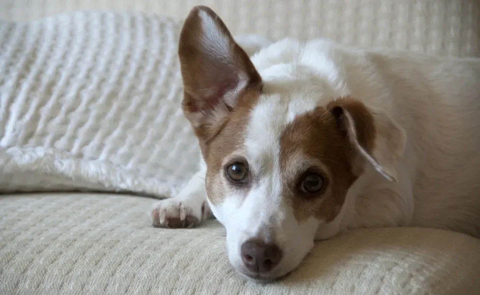 Cachorro com uma orelha em pé e outra caída deitado em sofá