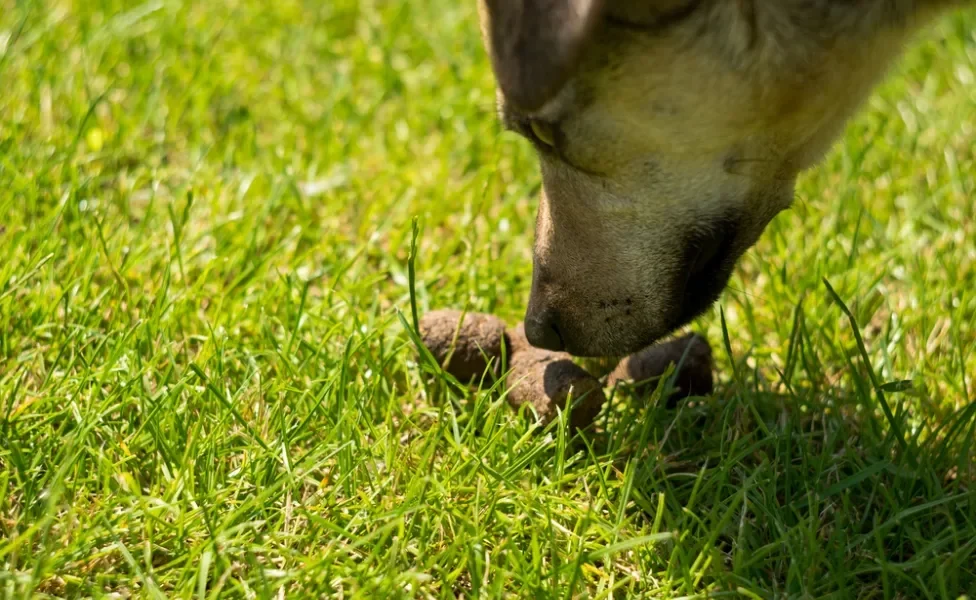 cachorro cheirando cocô