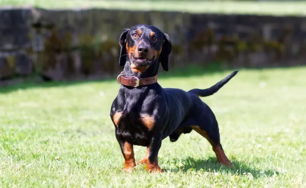 cachorro dachshund posando em pé ao ar livre