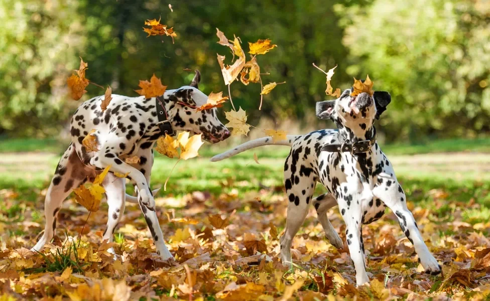 dois cachorros dálmatas brincando ao ar livre