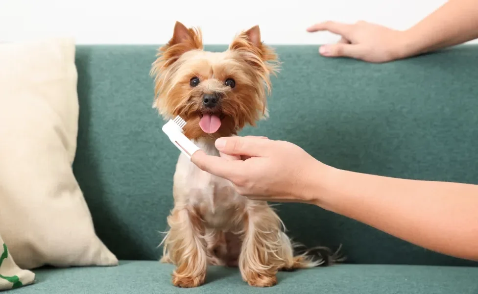 tutor escovando dente de cachorro de porte pequeno yorkshire sentado no sofá