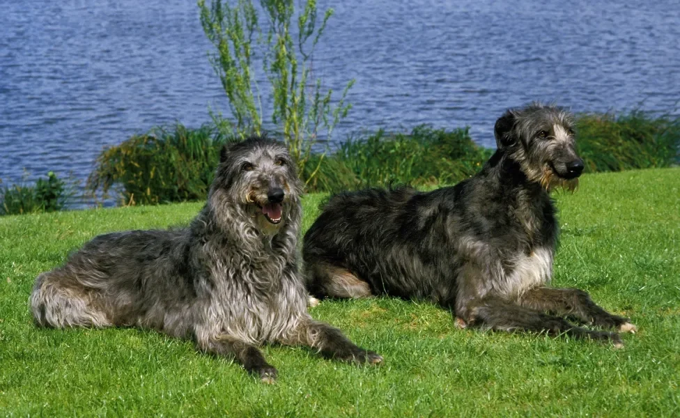 Cães da raça Deerhound deitados em gramado