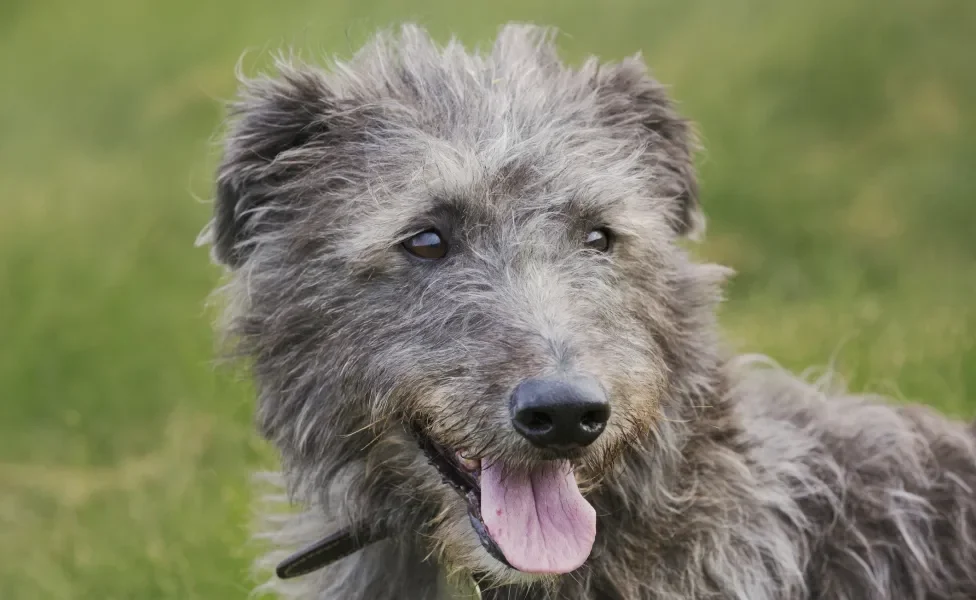 Cão Deerhound em destaque