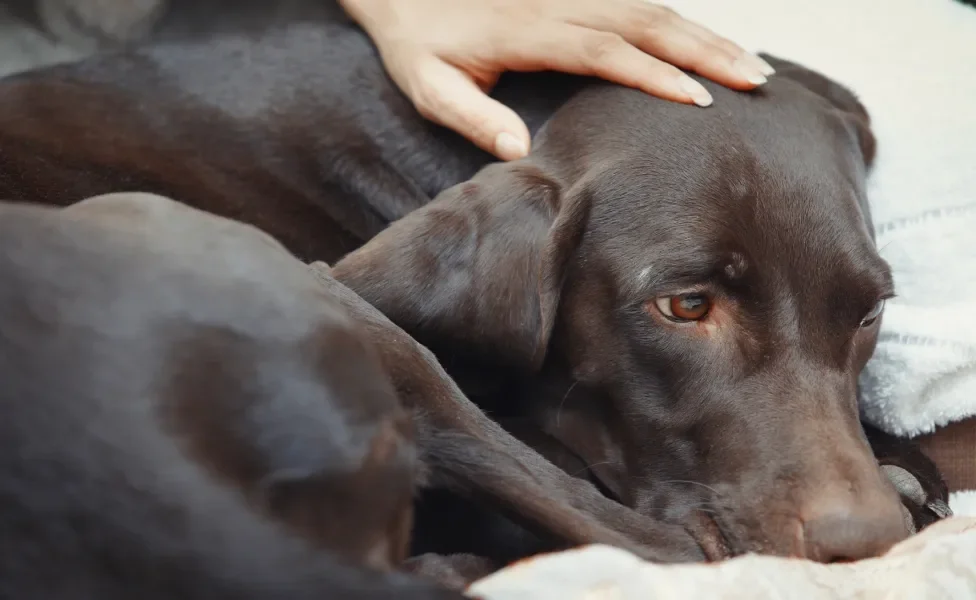 Cachorro de cor escura deitado parecendo doente, sendo consolado pela tutora