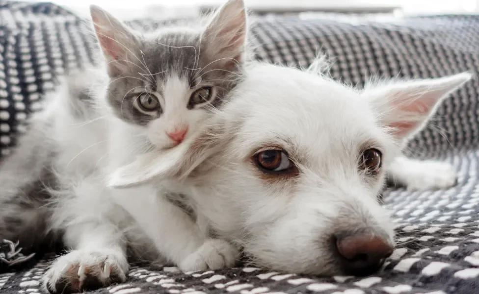 cachorro e gato deitados