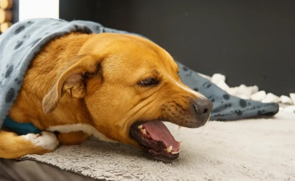 cachorro engasgado com a boca aberta