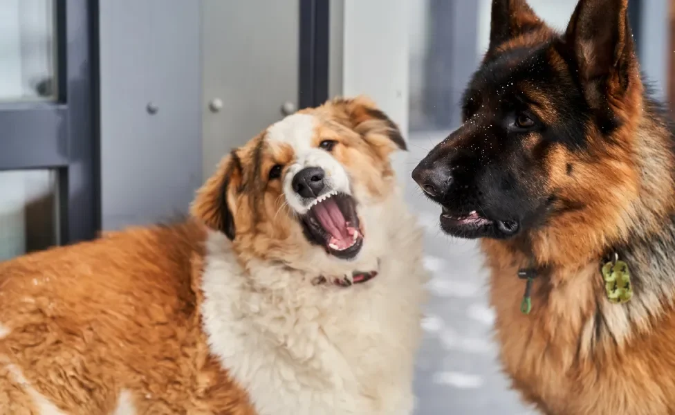 Cachorro latindo com semblante irritado ao lado de outro cão com semblante assustado