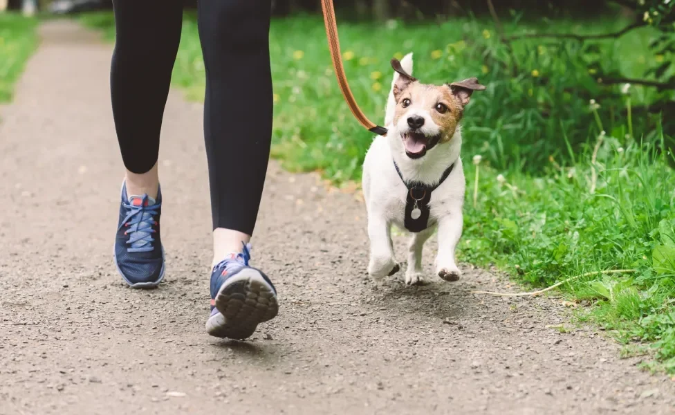 Cachorro na coleira passeando com tutora no parque