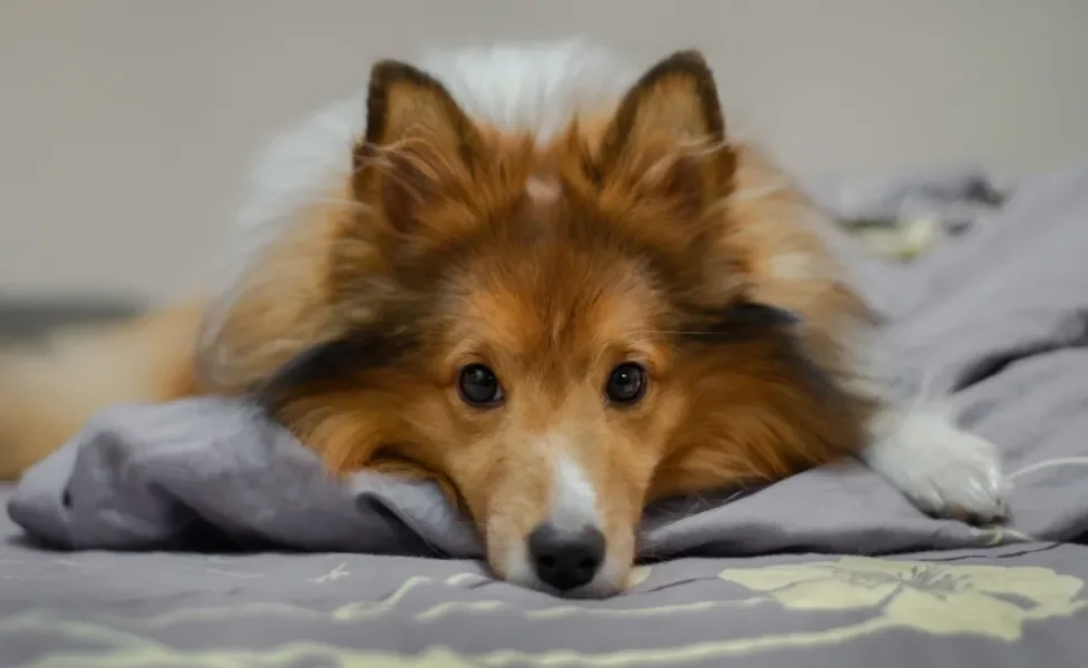 Cachorro da raça Collie de pelagem caramelo deitado na cama