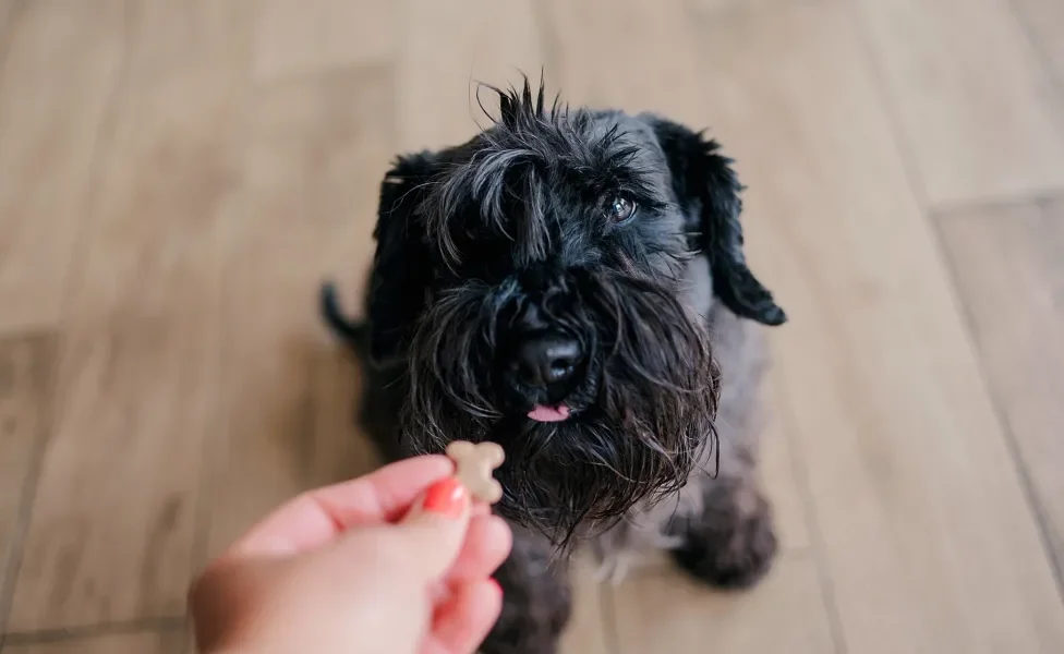 tutora dando petisco para cachorro feliz