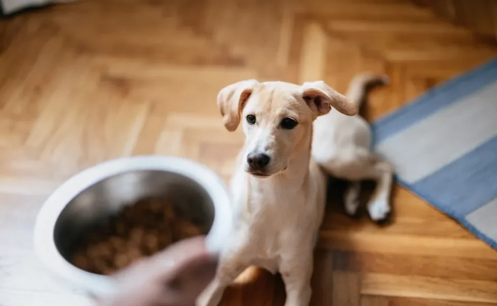 cachorro olhando para pote de ração