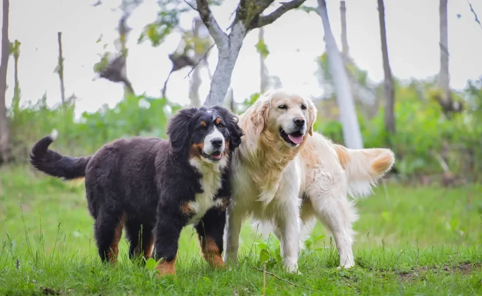 Dois cachorros se divertindo juntos em floresta