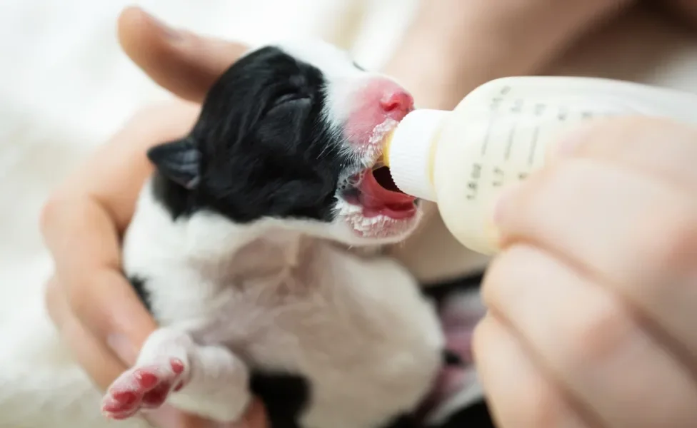 cachorro filhote bebendo mamadeira