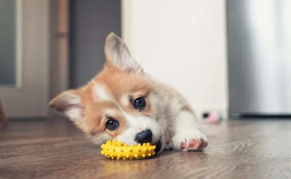 filhote de cachorro com mordedor