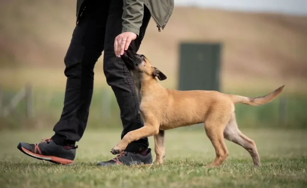 cachorro filhote andando do lado do tutor