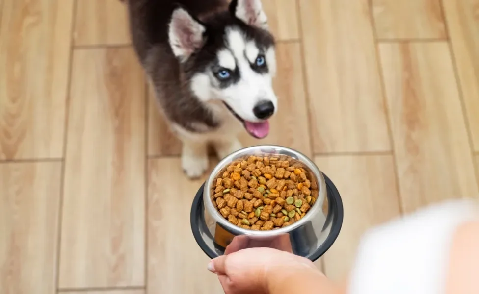 tutor oferecendo ração para cachorro filhote