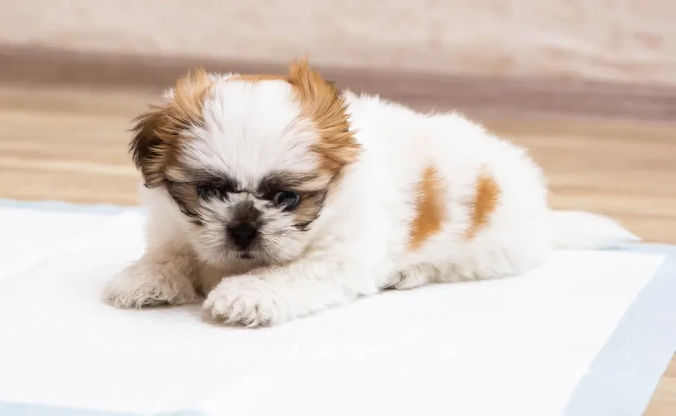 cachorro filhote em cima do tapete higiênico