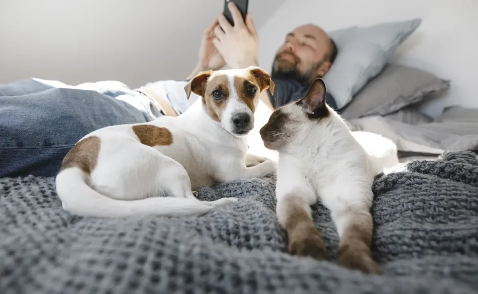 cachorro e gato deitados na cama com o dono