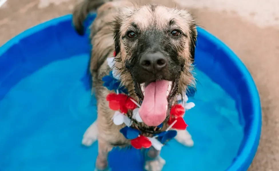 cachorro na piscina