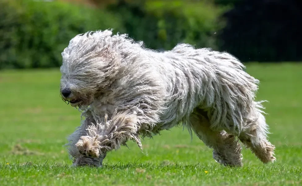 Cão Komondor correndo em gramado