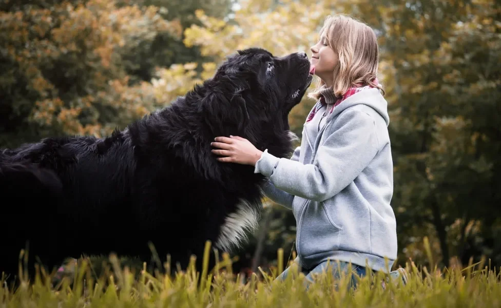 Cachorro preto grande peludo lambendo rosto de jovem em bosque