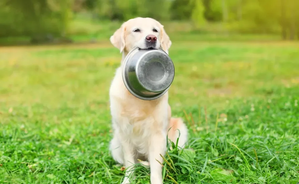 cachorro golden retriever com pote de ração na boca